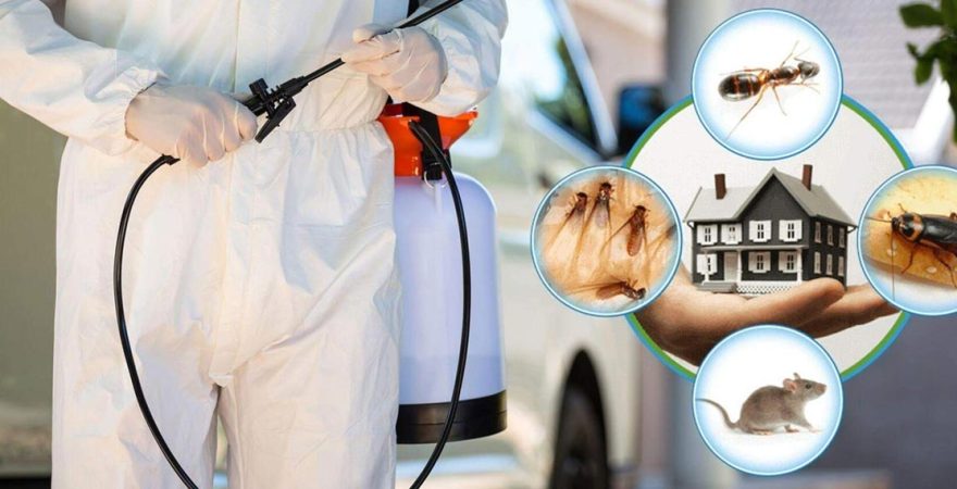 Kabadüz Böcek İlaçlama