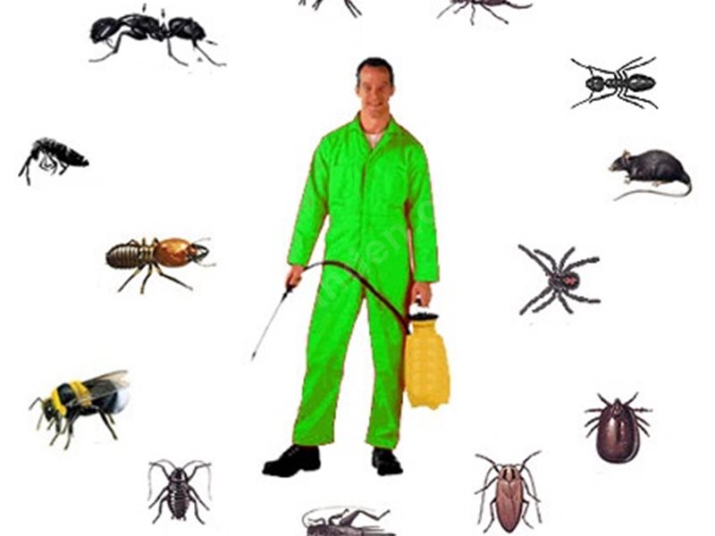 Kabadüz Böcek İlaçlama